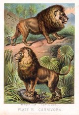 African and Asiatic  lions, as illustrated in Johnsons Book of Nature