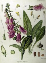 Digitalis purpurea drawings by Franz K&ouml;hler
