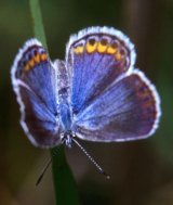 Karner Blue Butterfly