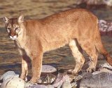 Cougar