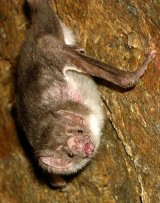 Vampire Bat
