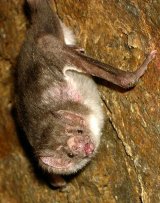 Vampire Bat