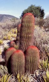 Cacti